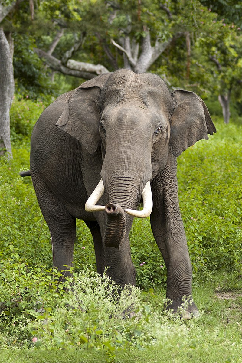 Bandipur National Park