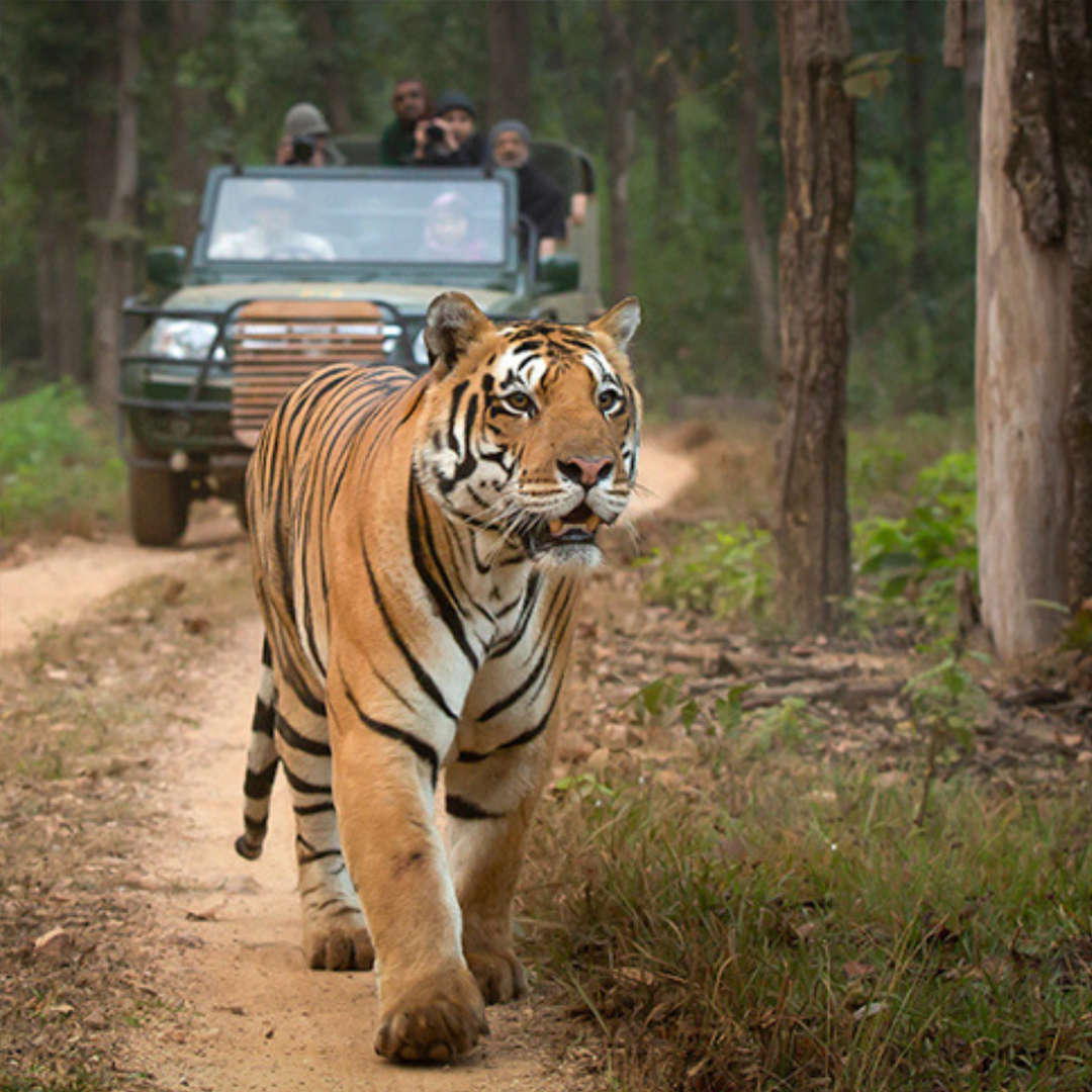 Kanha National Park