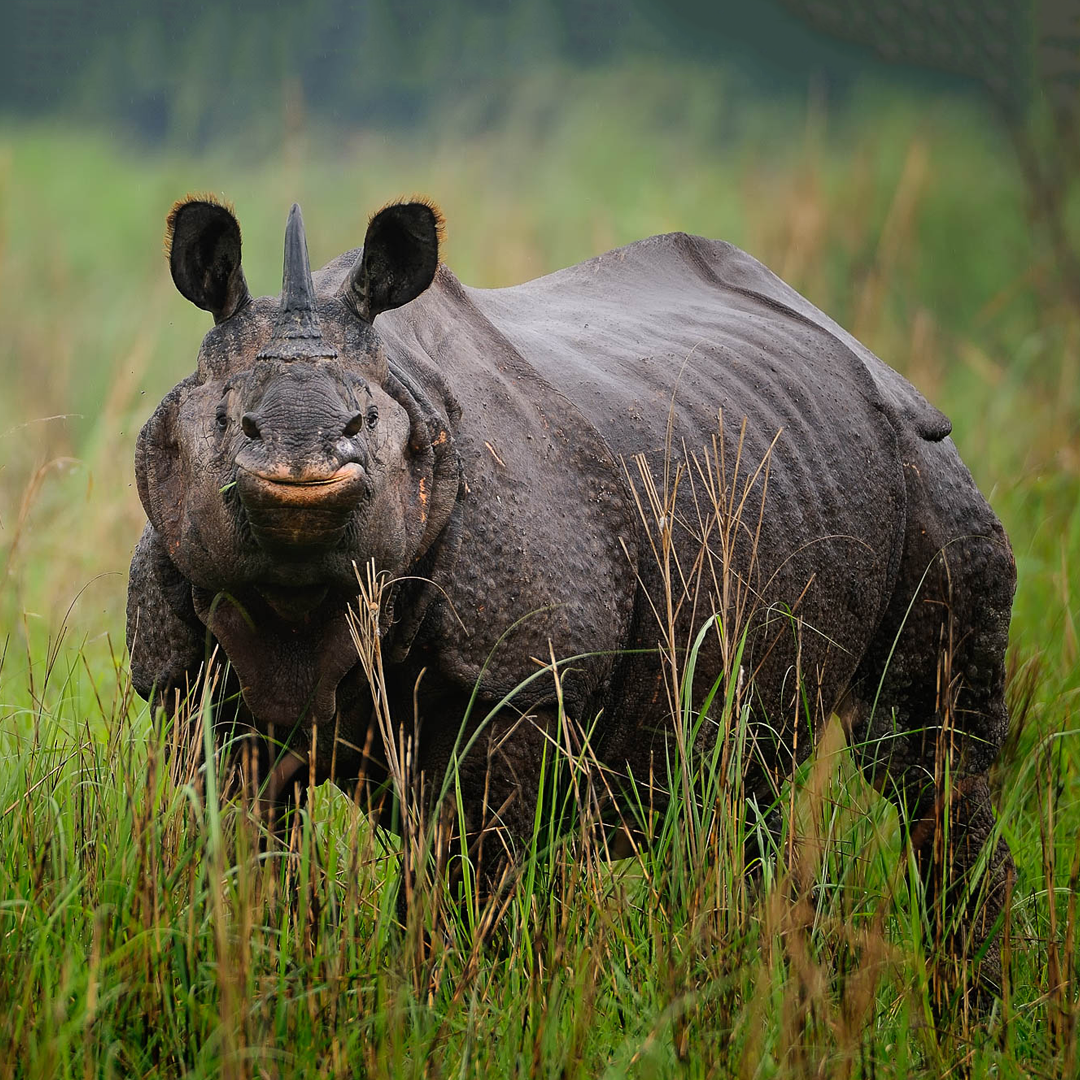 Kaziranga Rhino Tour